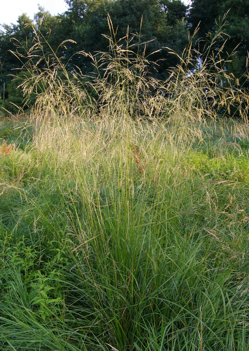 Aquilegia formosa photo