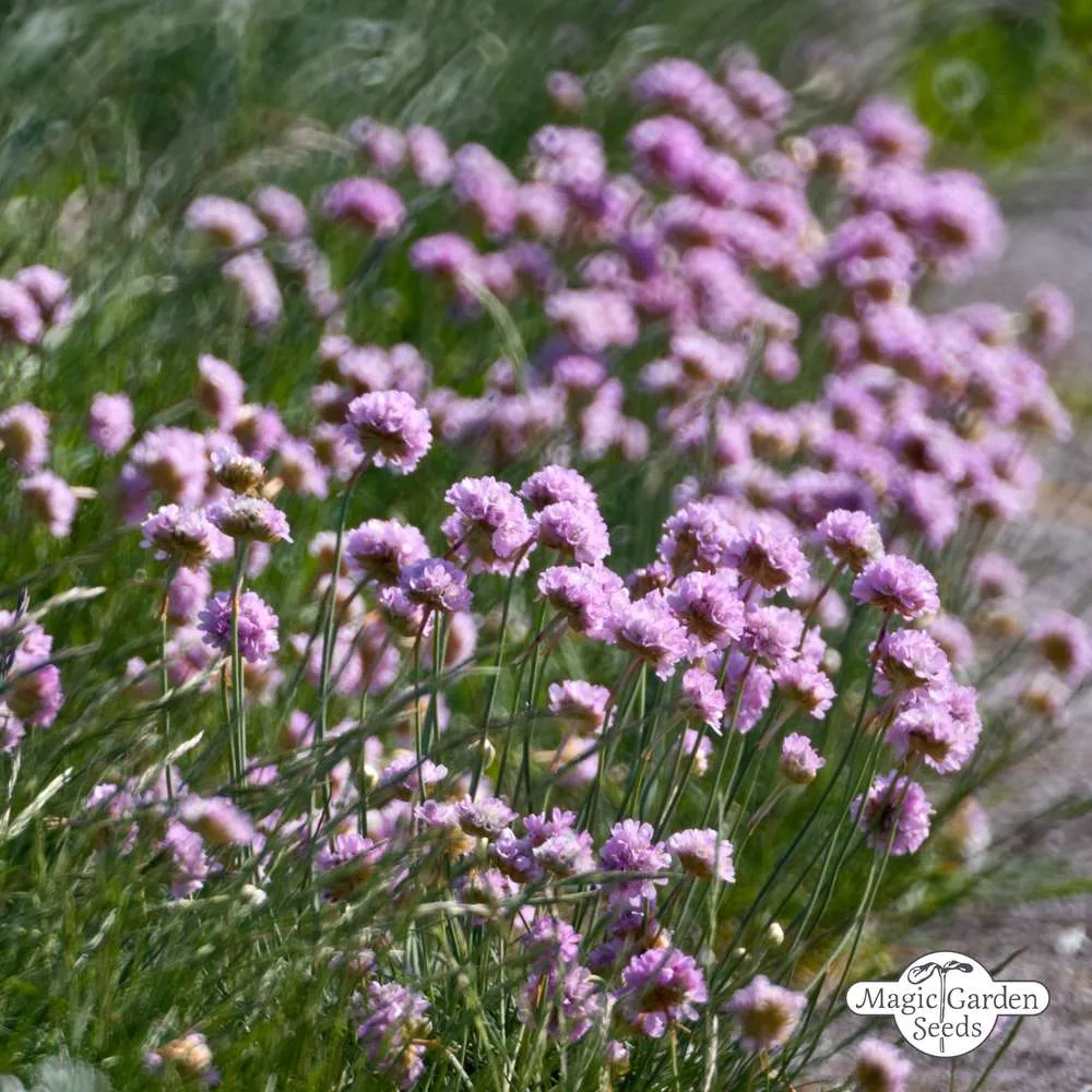 Sedum spathulifolium photo