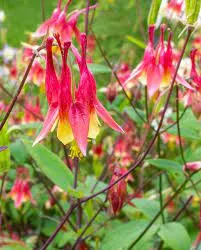 Aquilegia formosa photo