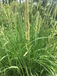 Calamagrostis nutkaensis photo