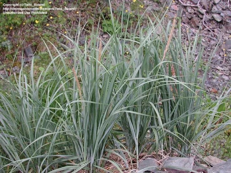 Achillea millefolium photo