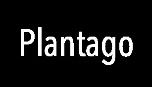 Plantago maritima photo