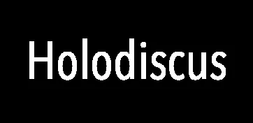 Holodiscus discolor photo