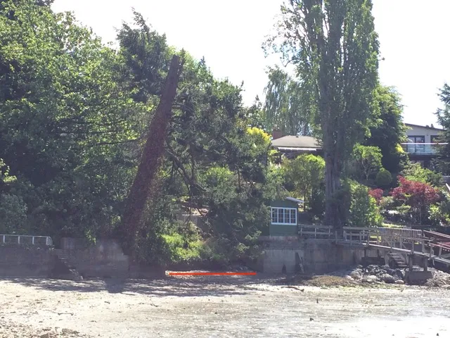 Photo 1. 297 View Royal Ave shoreline (red arrow) among adjacent concrete seawalls.