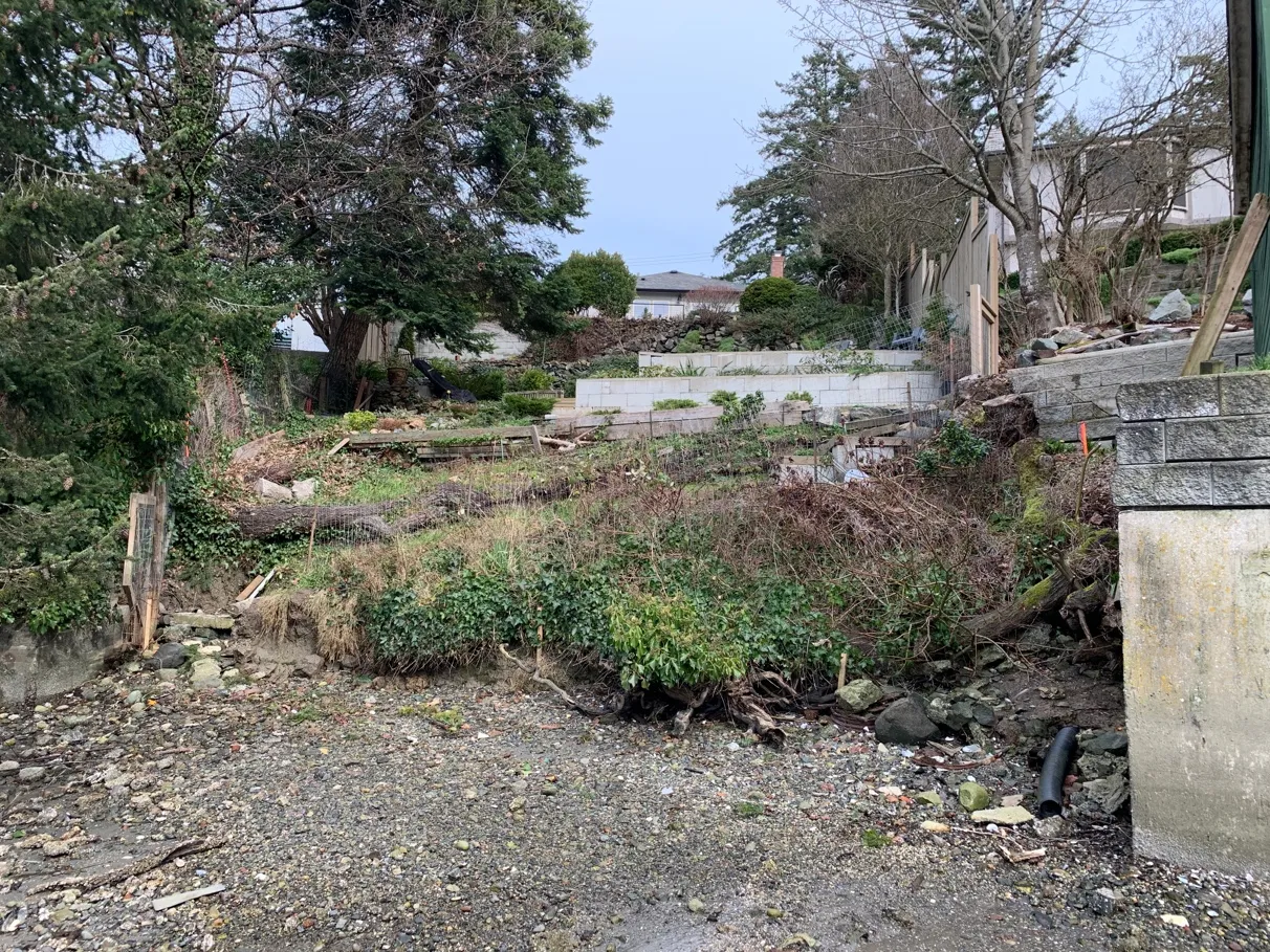 Photo 2. 297 View Royal Ave un-armoured shoreline (red line) among adjacent protruding concrete seawalls.