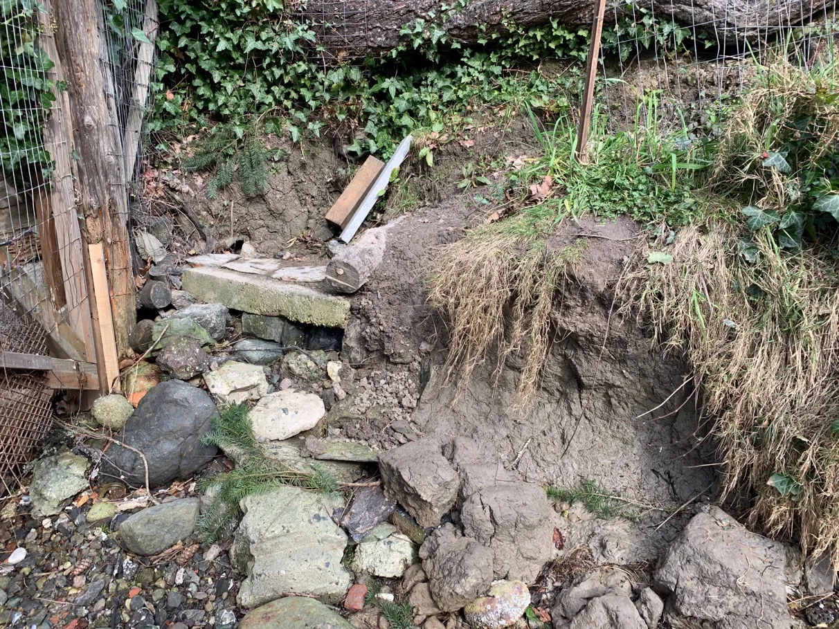 Photo 6. Eroding shoreline, dominated by invasive English ivy, with sporadic native plants. Seawall to southeast protrudes out from the shoreline of the subject property.
