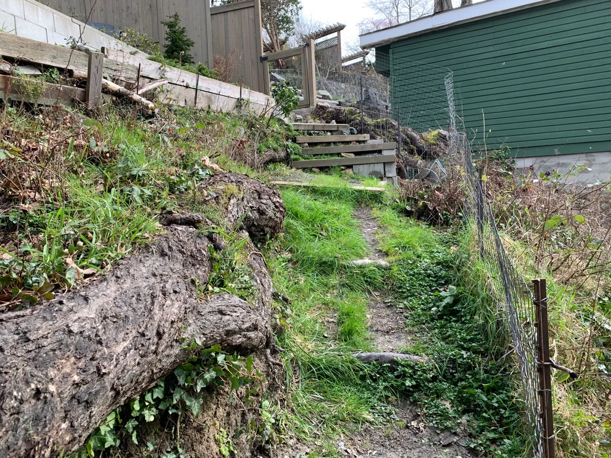 Photo 8. Large Douglas-fir root from tree on adjacent property to the north: arborist will supervise work to ensure trees are protected.
