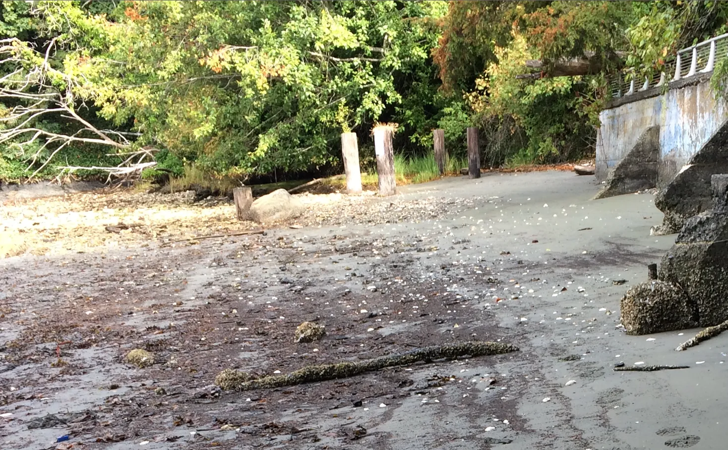 Photo 15. Looking northwest along shoreline and concrete wall on adjacent property which protrudes out from the shoreline of the subject property.