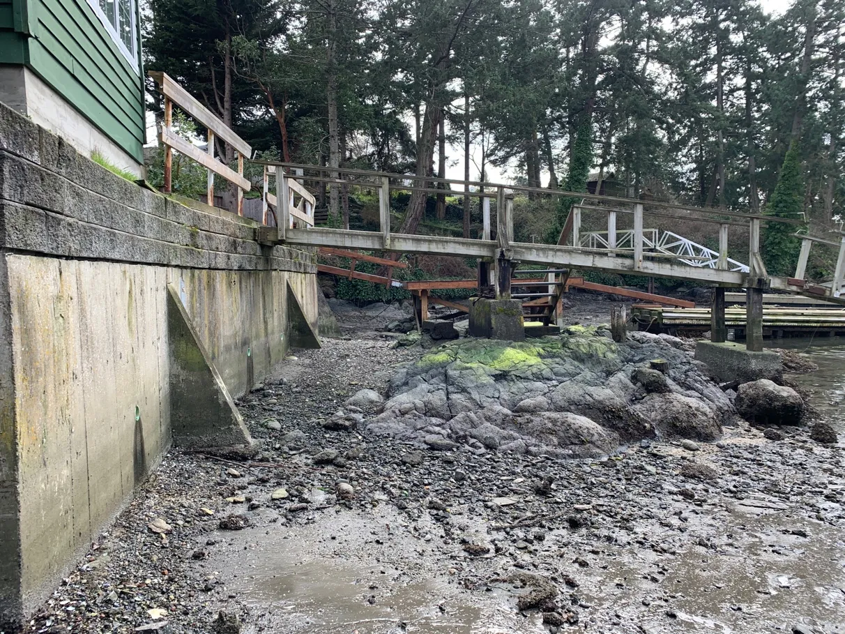 Photo 16. Lyngbye’s sedge fringe at View Royal ROW is the only emergent vegetation observed on this impacted shoreline.