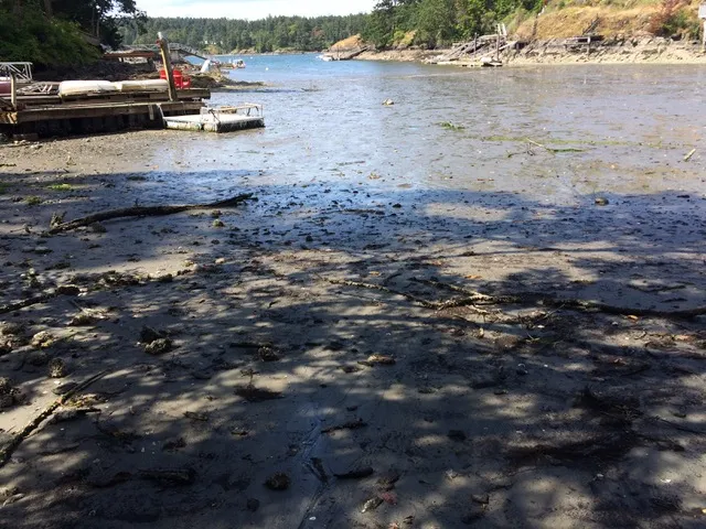 Photo 20. Beach composition adjacent to subject site turns to sand in fine silt matrix, unsuitable for forage fish habitat.