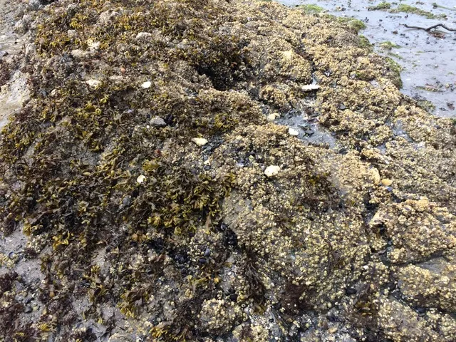 Photo 22. Stormwater flow from 4 stormdrains from Helmcken Road ROW at head of Limekiln Cove.