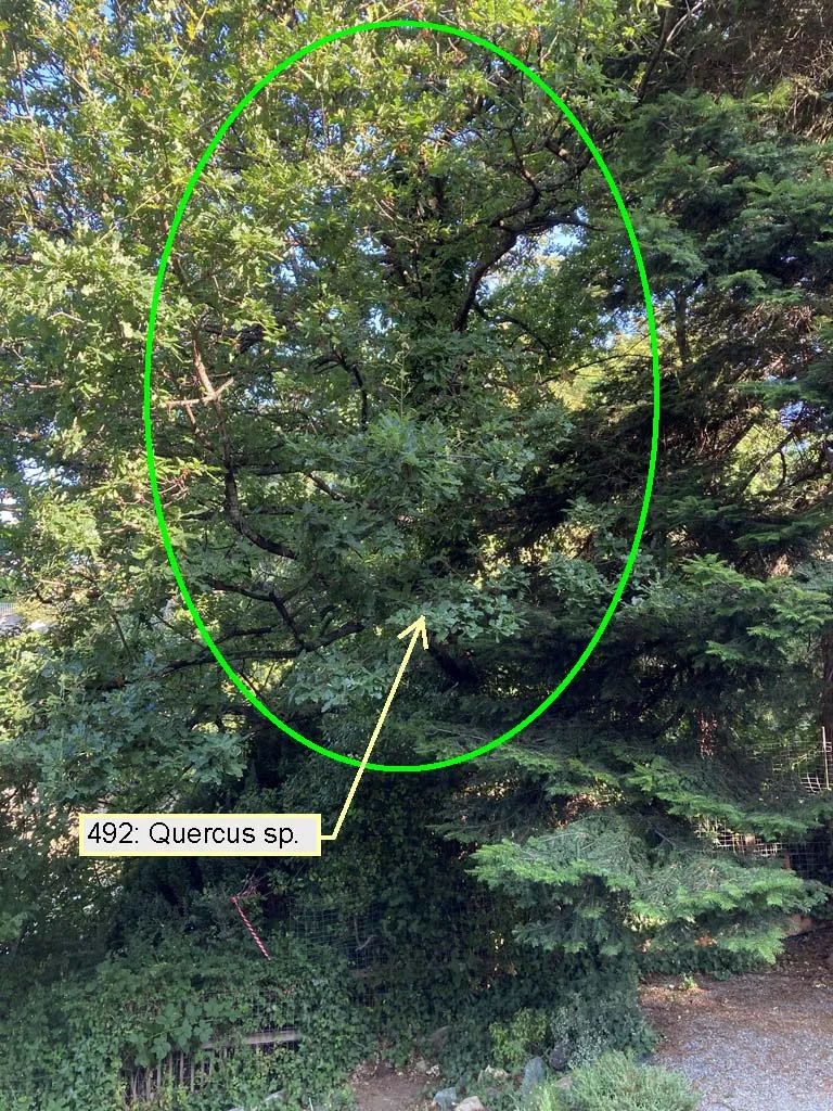 Photograph of the canopy of Quercus sp. 492