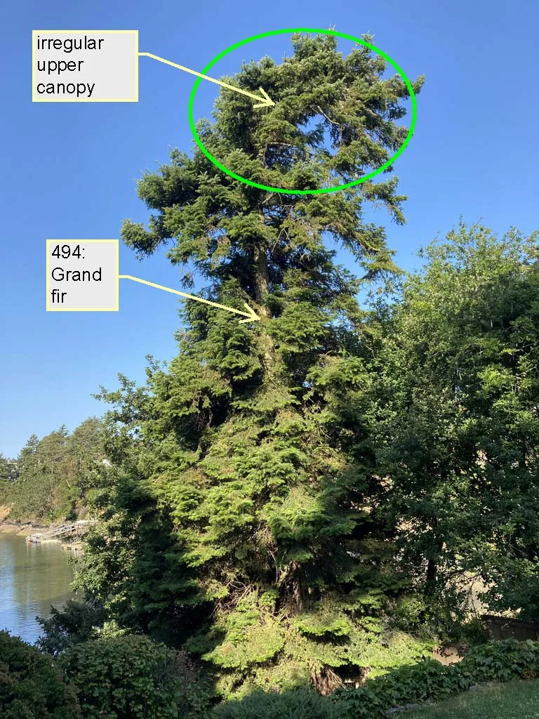 Photograph of Grand fir 494 highlighting an irregular upper canopy