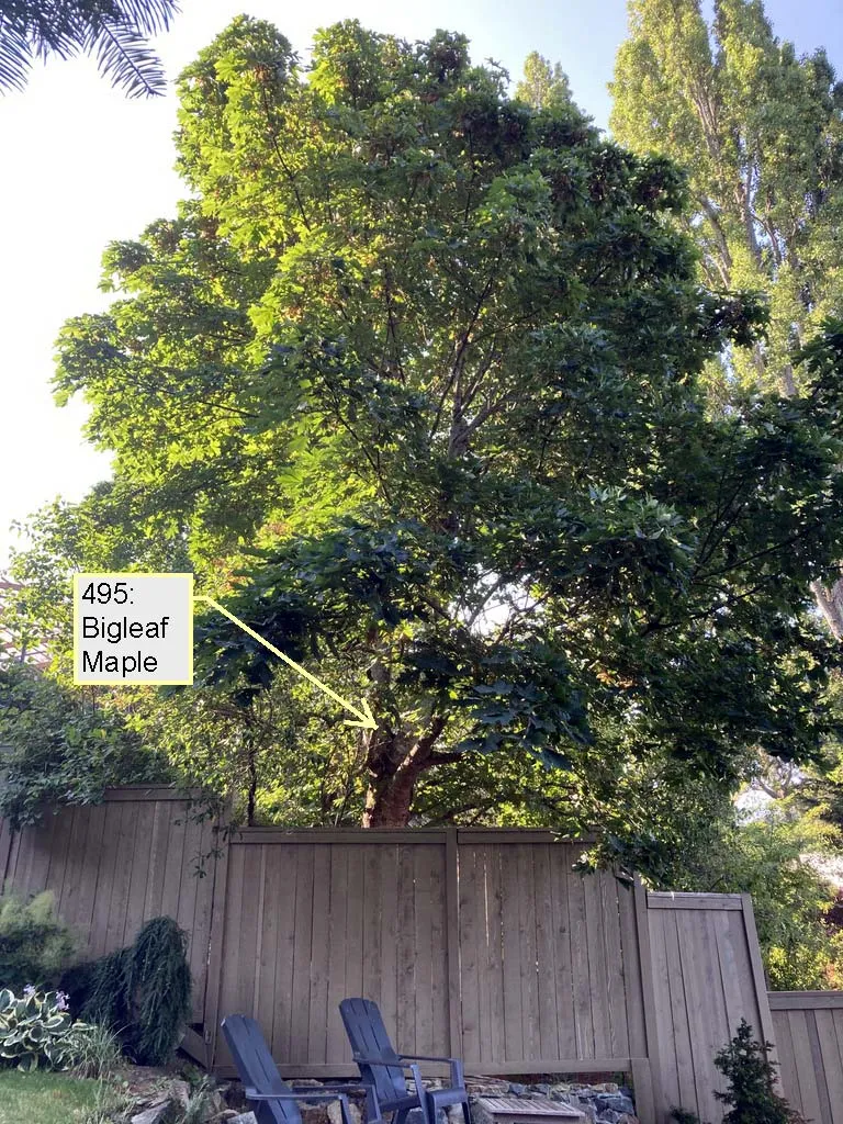 Photograph of the canopy of Bigleaf Maple 495