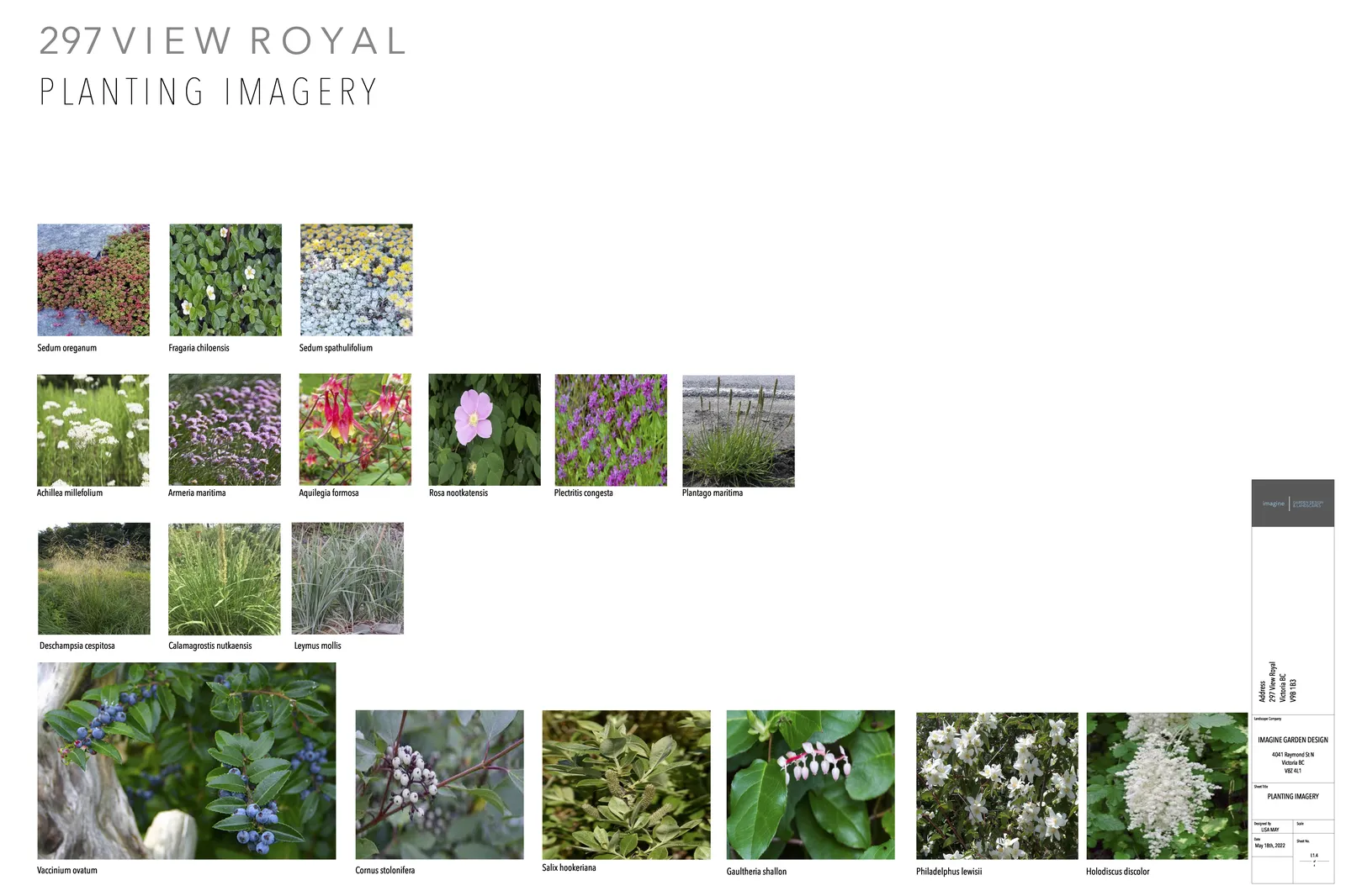 Collage of plant photos including Sedum oreganum, Fragaria chiloensis, Sedum spathulifolium, Achillea millefolium, Armeria maritima, Aquilegia formosa, Rosa nootkatensis, Plectritis congesta, Plantago maritima, Deschampsia cespitosa, Calamagrostis nutkaensis, Leymus mollis, Vaccinium ovatum, Cornus stolonifera, Salix hookeriana, Gaultheria shallon, Philadelphus lewisii, and Holodiscus discolor