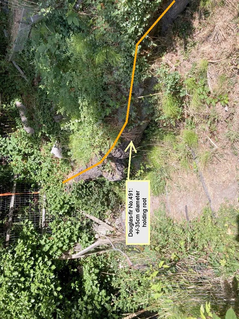 Photo of a large Douglas-fir holding root running across a sloped area with labels and a yellow directional line