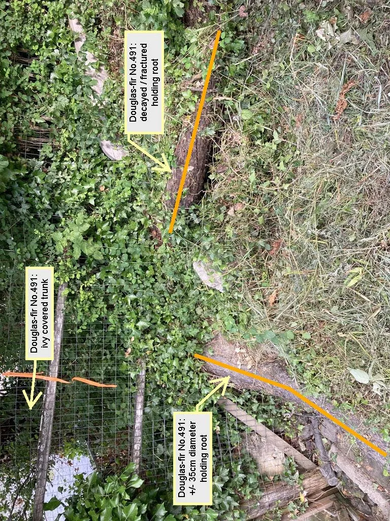 Annotated photo showing a decayed/fractured holding root, the ivy-covered trunk of Douglas-fir No. 491, and a +/-35cm diameter holding root