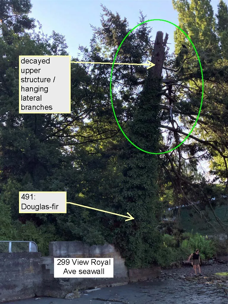 Douglas-fir 491 showing decayed upper structure, hanging lateral branches, and proximity to the 299 View Royal Ave seawall