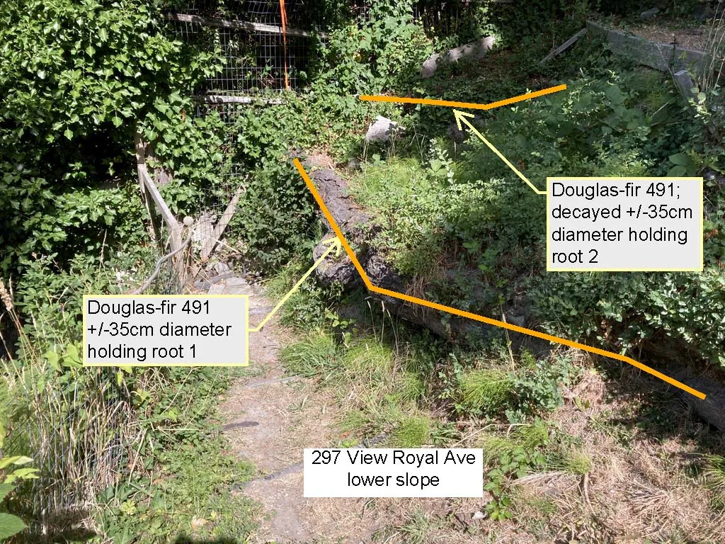 Two exposed holding roots of Douglas-fir 491 on the lower slope of 297 View Royal Avenue