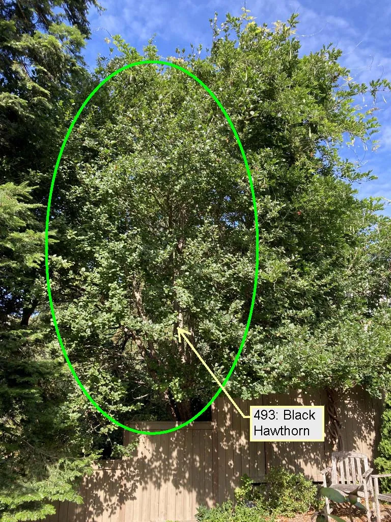Black Hawthorn 493 tree highlighted within a green oval