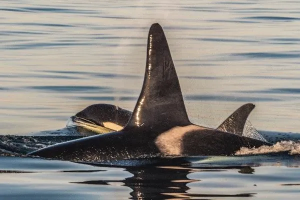 Orcas in the Salish Sea, off the Coast of Vancouver Island