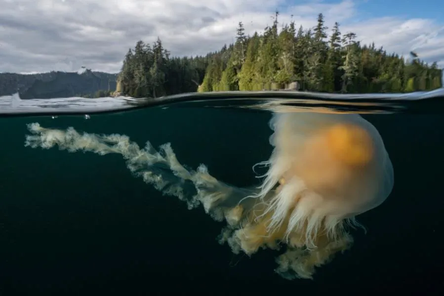 Egg Yolk Jelly Fish in the Salish Sea