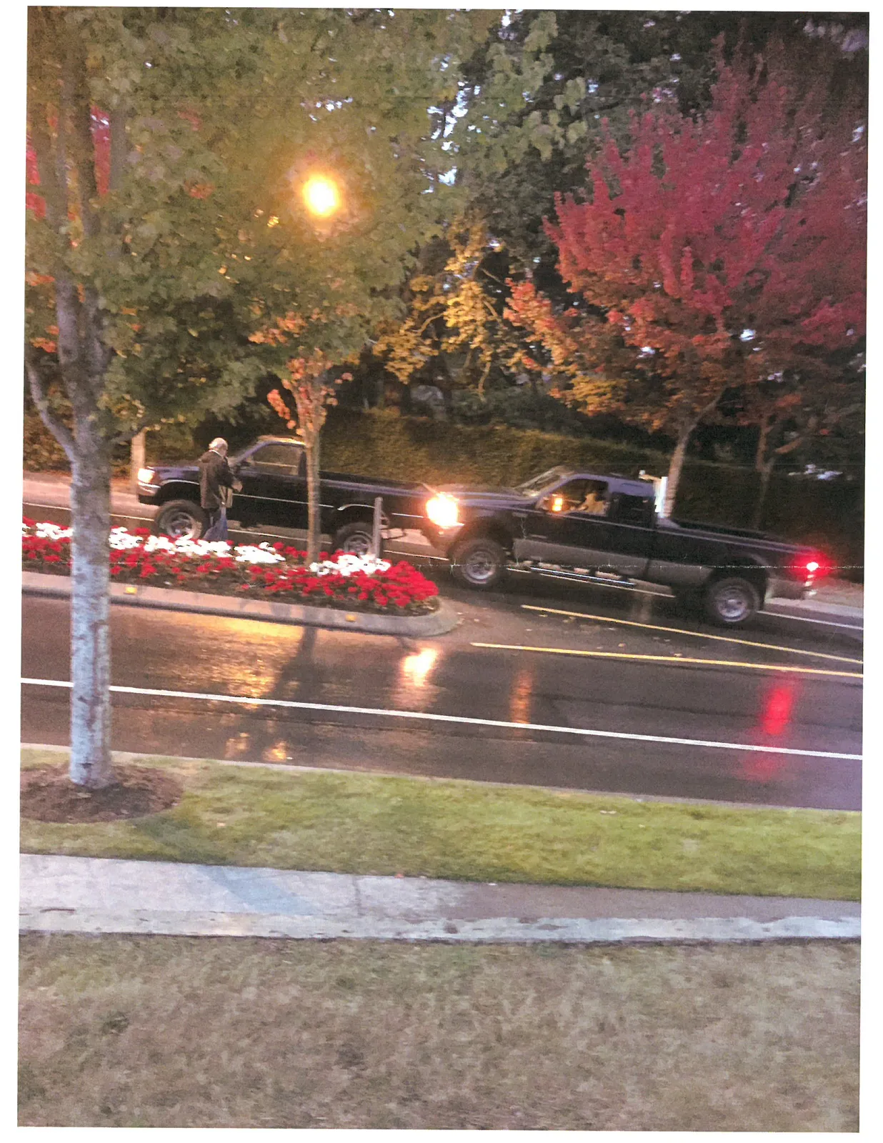 A photograph taken at dusk or night on a wet street showing two dark-colored pickup trucks. The truck on the left is parked next to a flower bed containing red and white flowers, with a person standing beside it. The truck on the right has its headlights and taillights on. Trees with green and reddish-orange autumn foliage are in the background, illuminated by a street light.