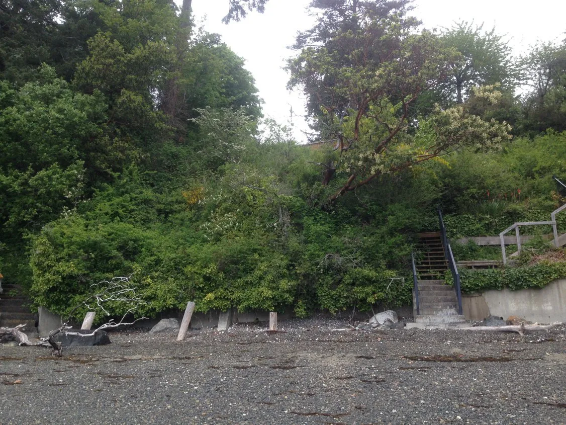 View upslope from the beach of the SDPA area showing shoreline vegetation.