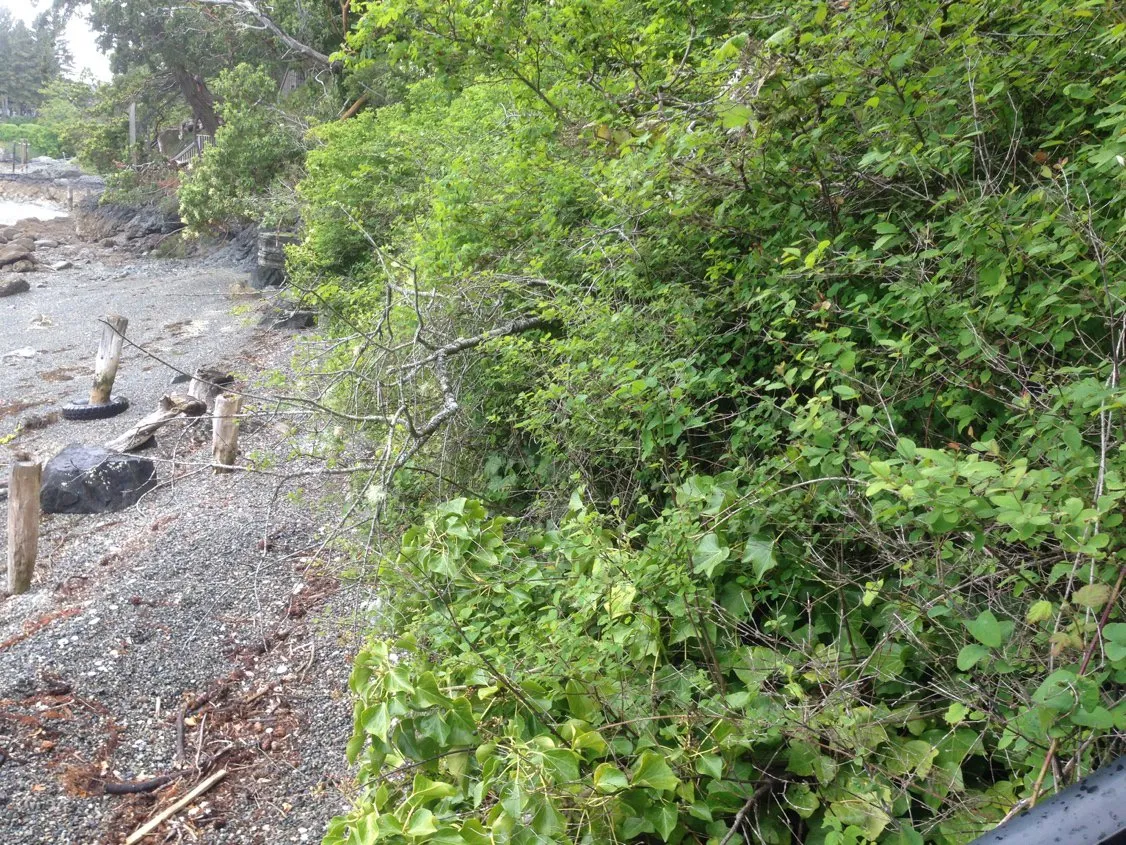 Close up photo of vegetation on the shoreline area to the left of the stairs.