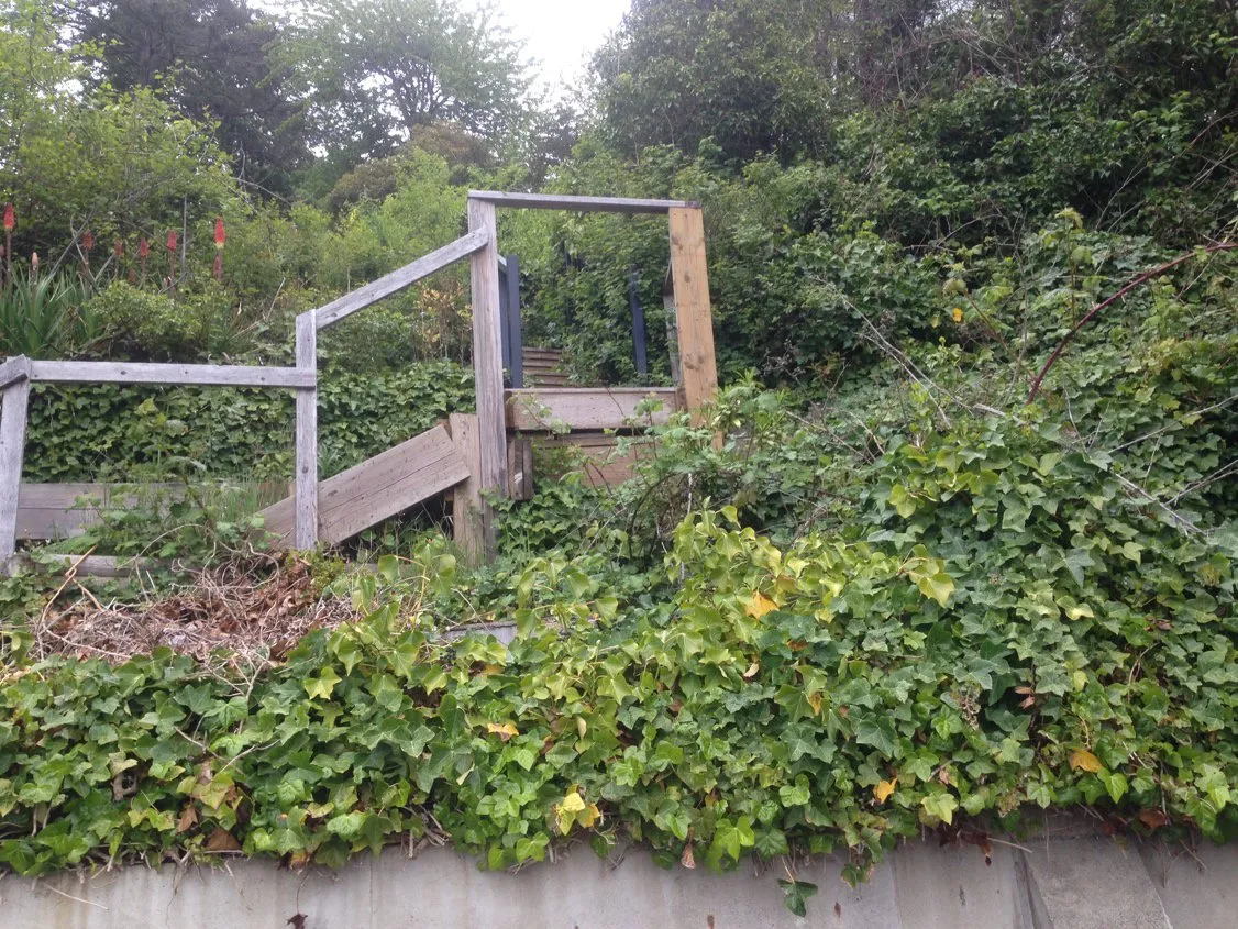 Close up photo of English ivy covering the ground and structures on the shoreline to the right of the stairs.