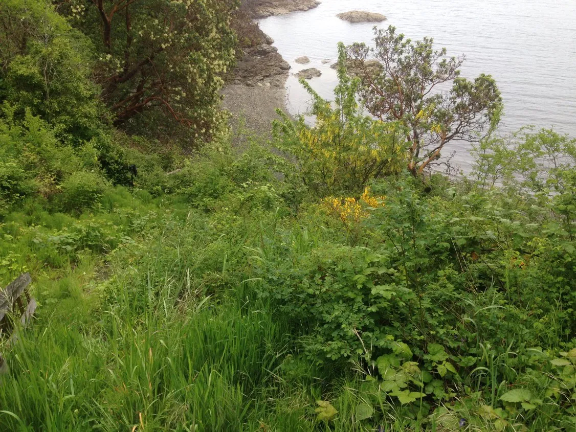 View downslope from the SDPA boundary showing a thicket of invasive grasses and blackberry bushes.