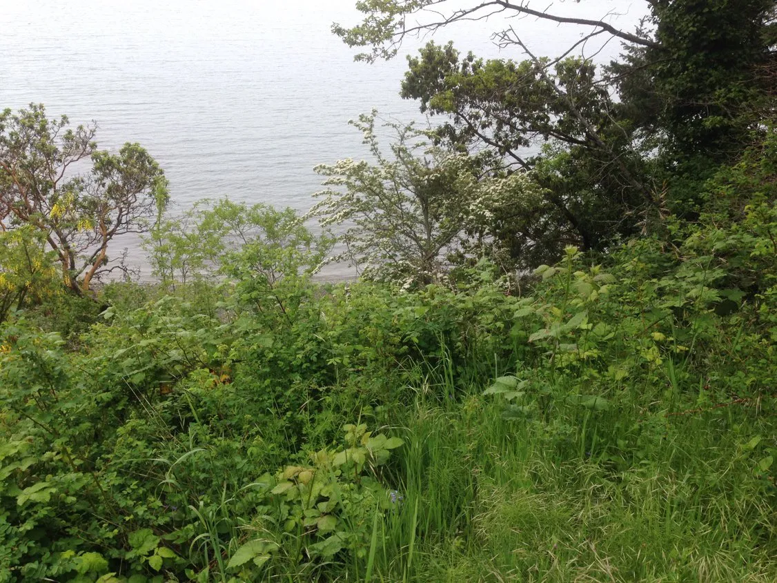 View downslope from the SDPA boundary towards the water, showing dense vegetation including invasive species.