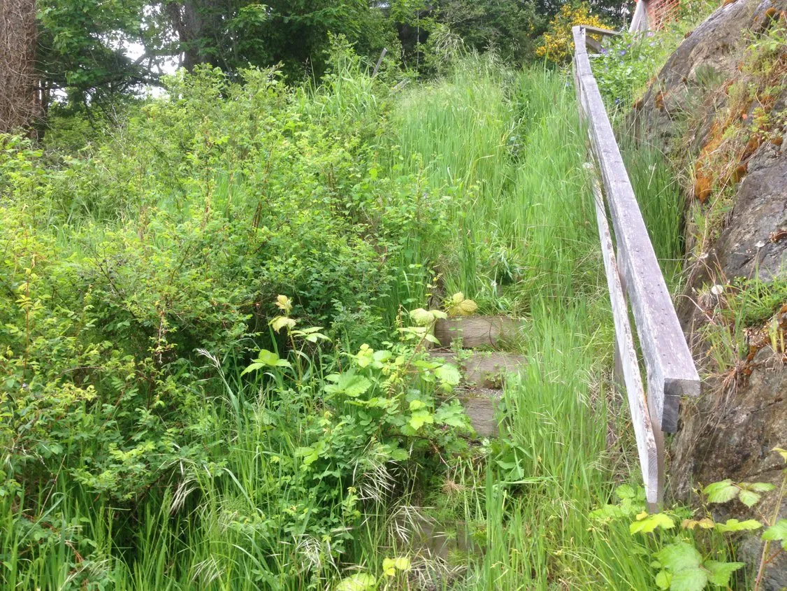 Photo of the existing stairs surrounded by overgrown vegetation including Nootka rose and snowberry.