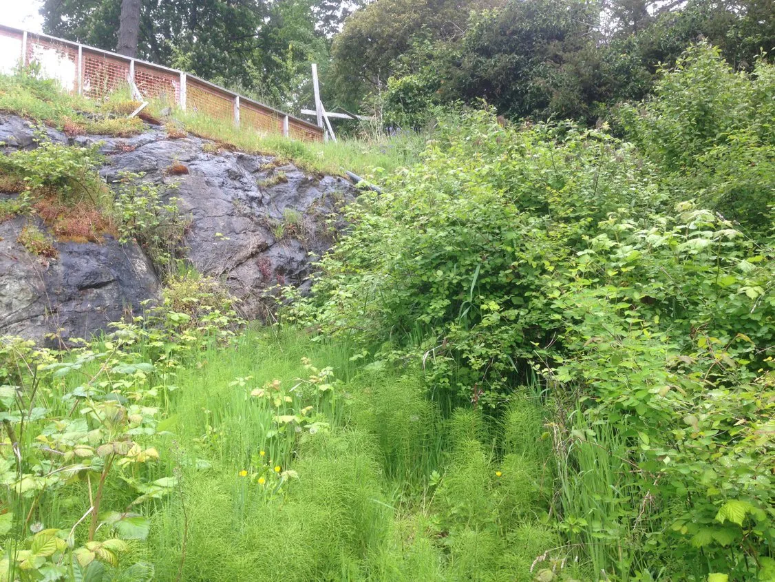 Photo of a grassy slope area with horsetail and oceanspray vegetation.
