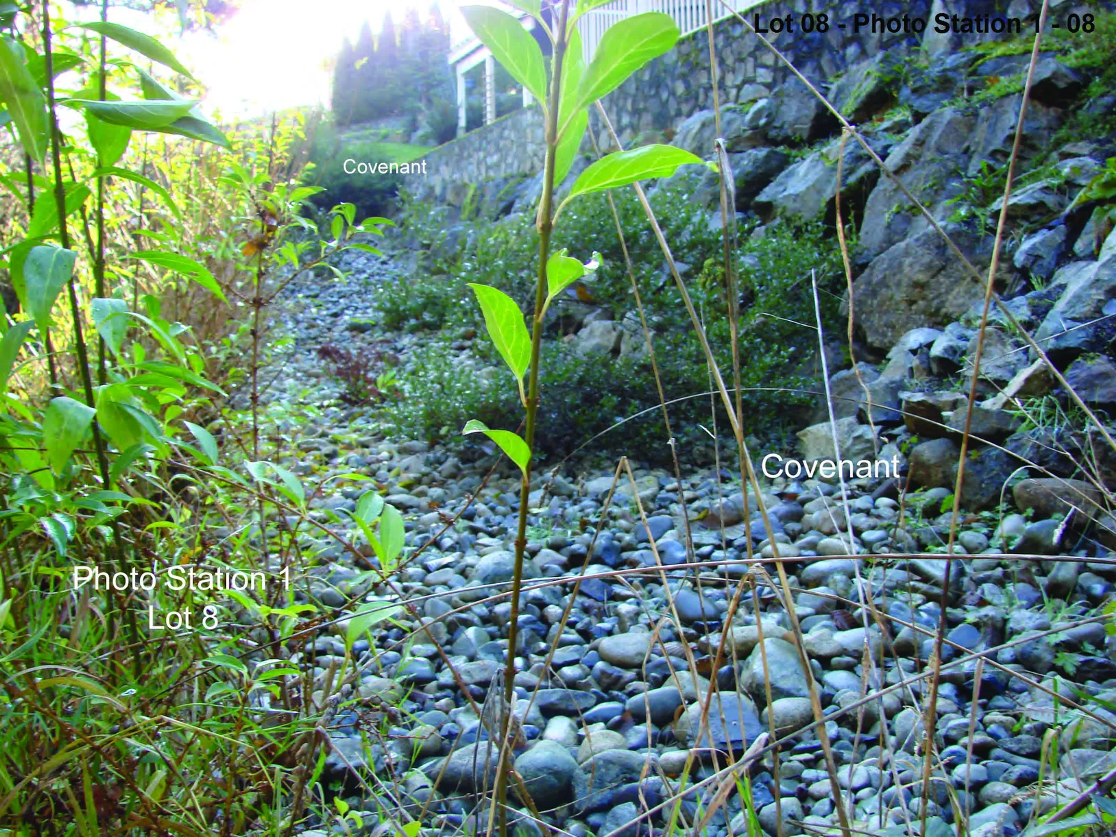 View of landscaping rocks and established shrubbery within the Lot 8 covenant area