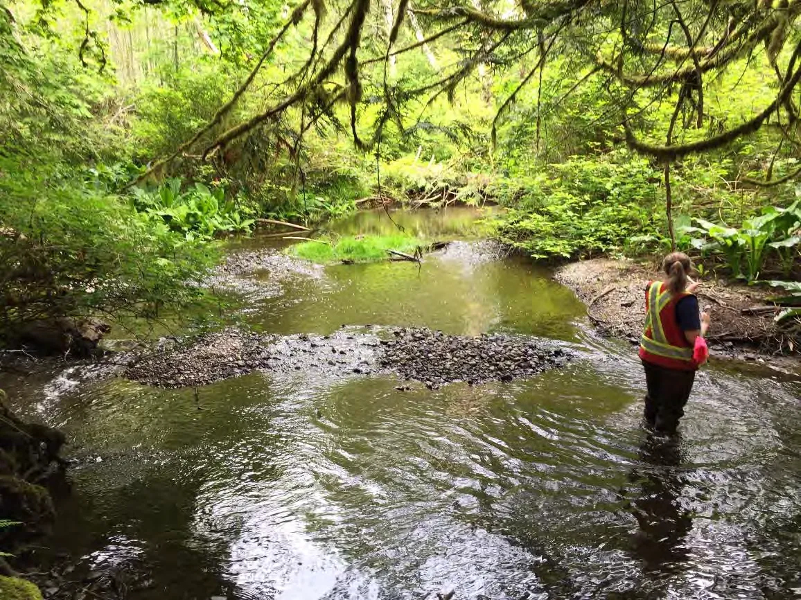Plate 1: Looking downstream from north end of study area