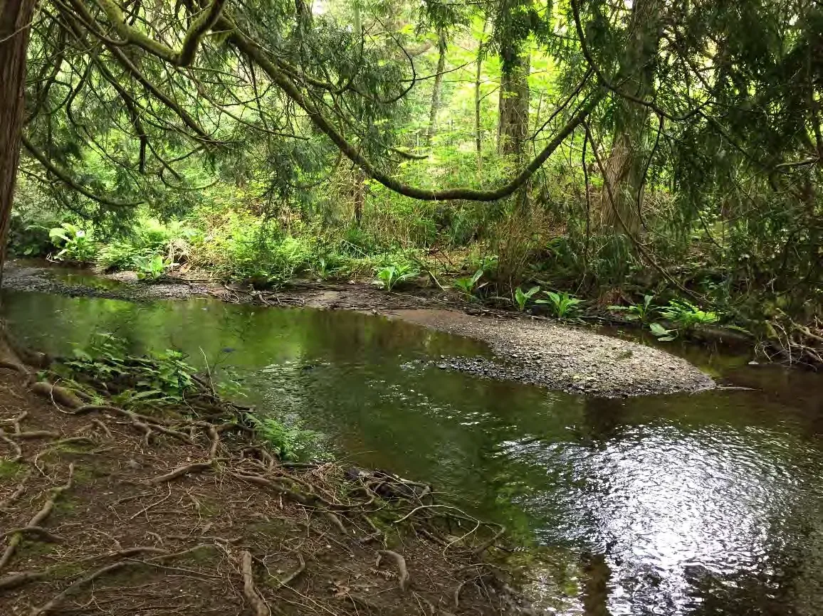 Plate 2: Looking upstream midway through the study area