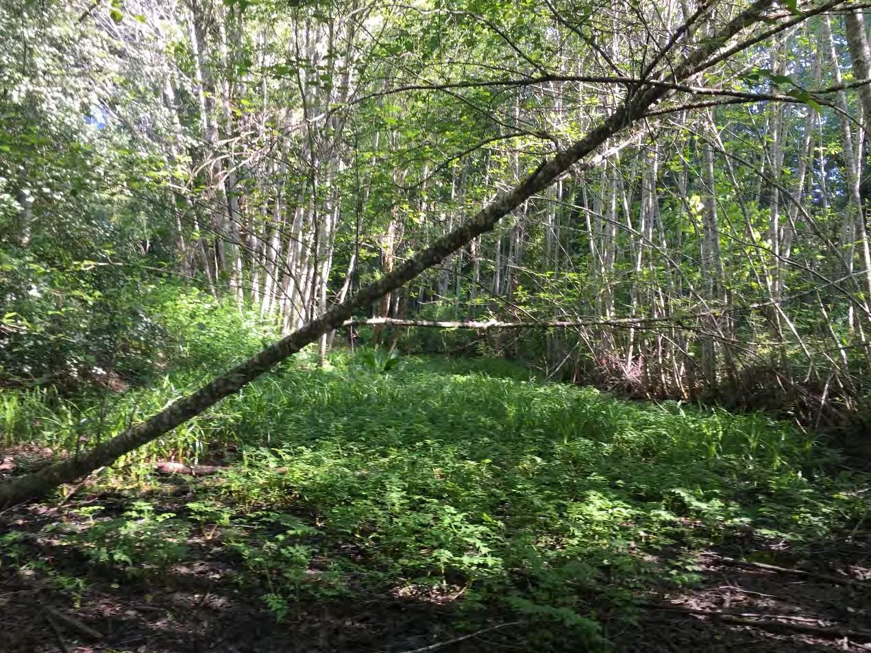 Plate 9: Southern stormwater channel, looking downstream to path