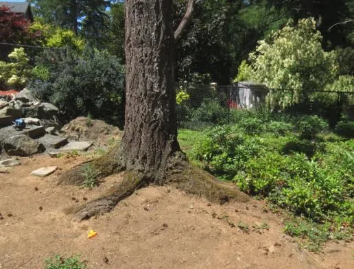 Close-up of the base and root system of a large tree trunk