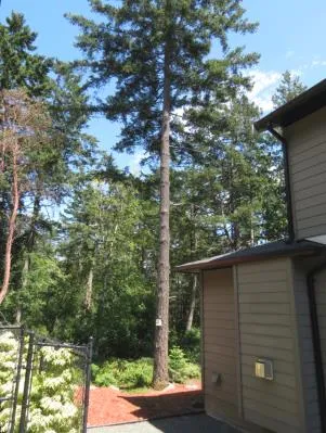 Tall coniferous tree standing adjacent to the side of a house
