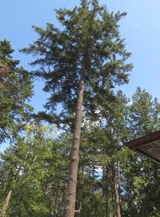 Trunk of a tall, straight coniferous tree reaching upwards