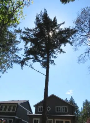 Looking up into the canopy and upper branches of a tall coniferous tree