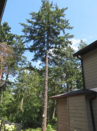 Tall coniferous tree located next to a residential building