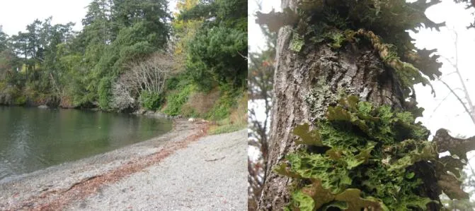 Collage featuring a rocky shoreline, close-up of tree bark, kayak point-of-view on the water, and a grassy path