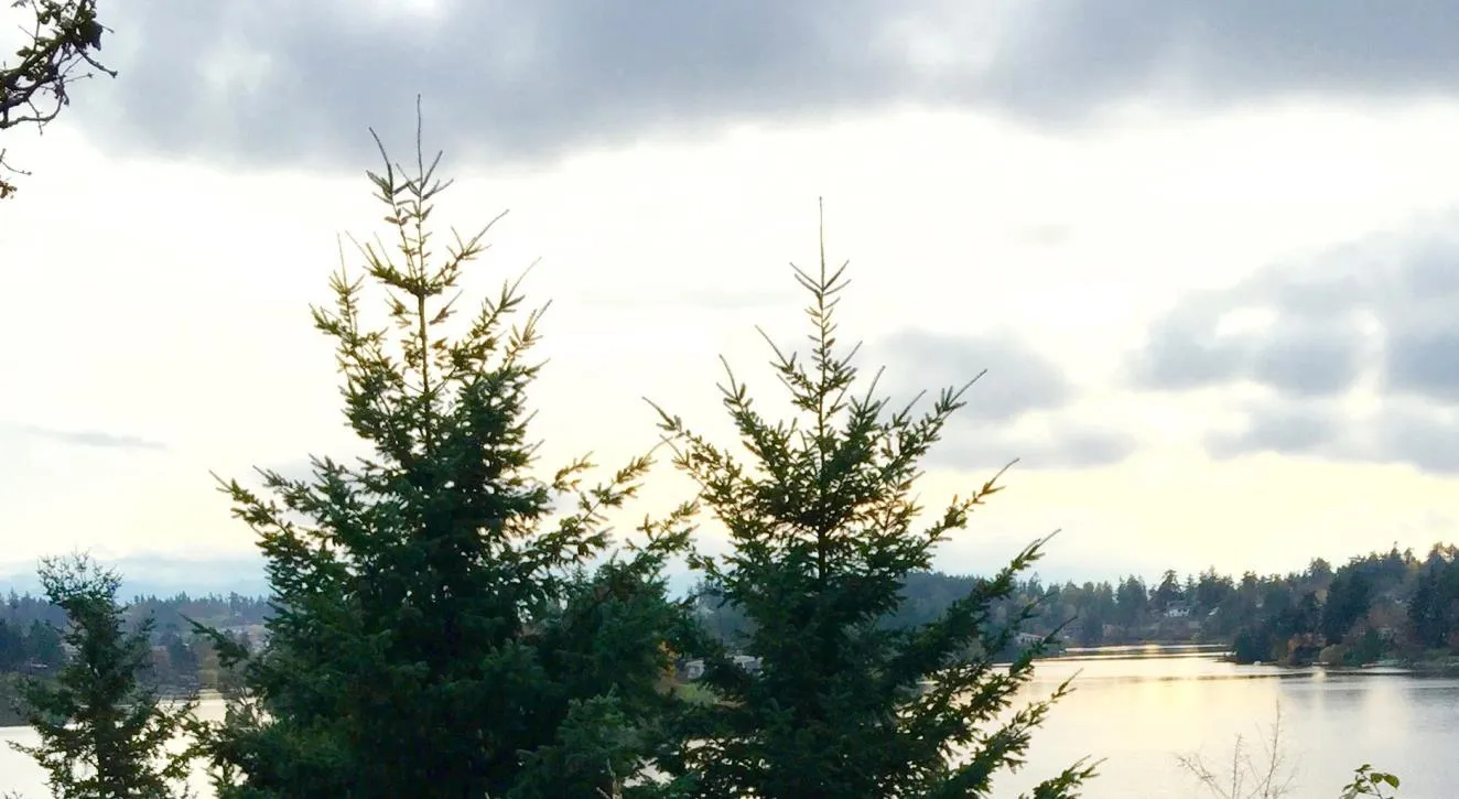 Landscape view of a calm body of water reflecting the sky and surrounding trees