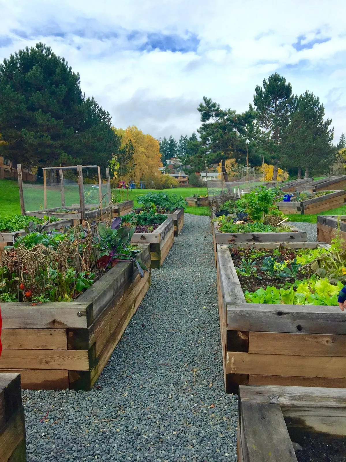 Community garden with various wooden raised planter beds and gravel pathways