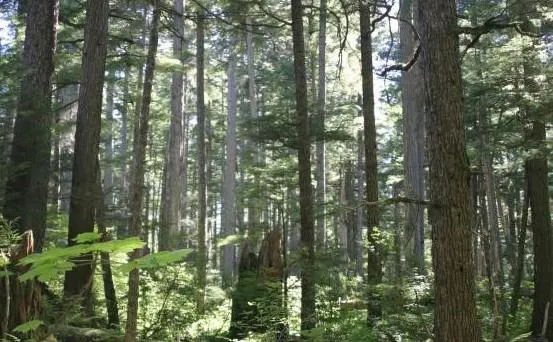 Sunlight filtering through tall trees in a dense conifer forest