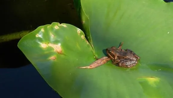 Close-up of a small frog perched on a green lily pad