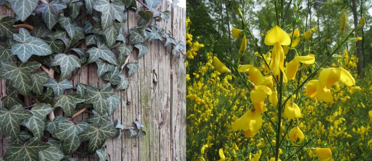 Photos identifying English Ivy (hedera helix) and Scotch Broom (cytisus scoparius)
