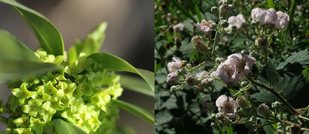 Photos identifying Spurge Laurel (daphne laureola) and Himalayan Blackberry (rubus armeniacu)